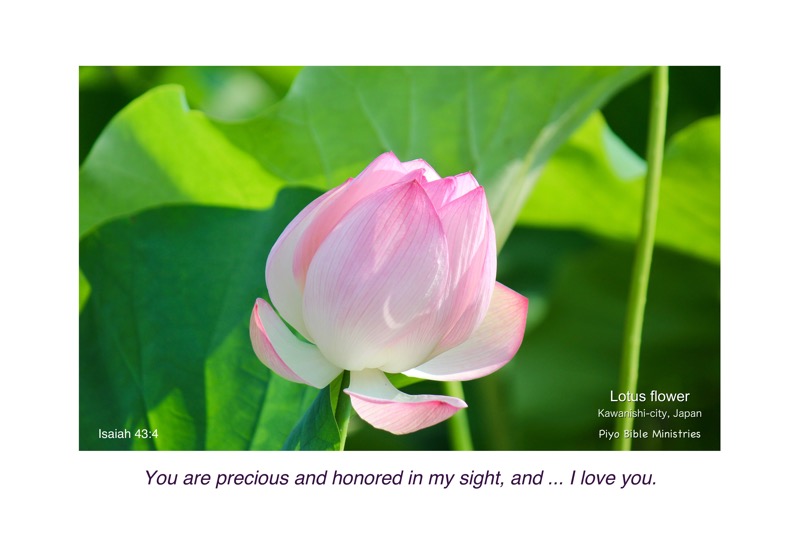 E8-2_Is.43-4_you are precious and honored_lotus