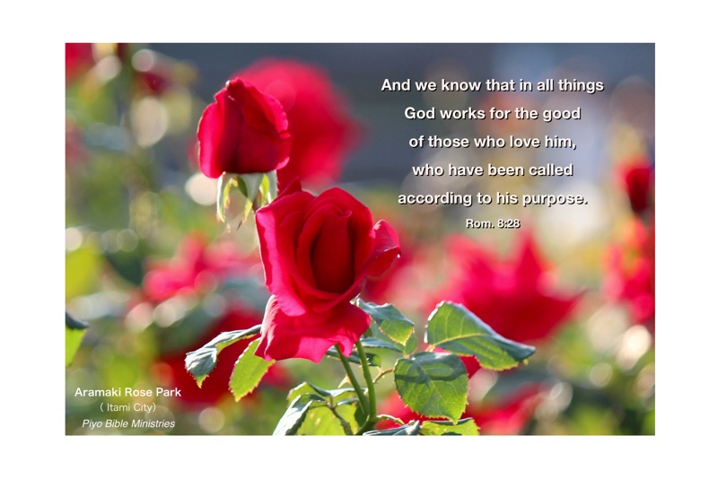 E10-1_Rom_8-28_And we know_Rose